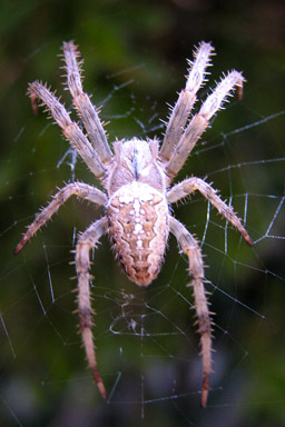 araignée 2