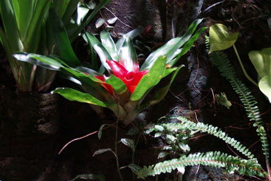 Fleur tropicale